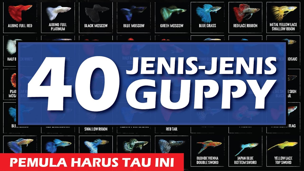 Mengenal 40 Jenis Jenis Ikan Guppy (Types of Guppy Fish)