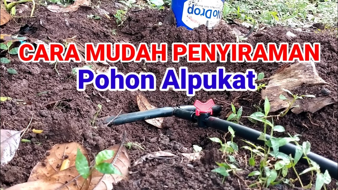 KEBUN ALPUKAT DENGAN IRIGASI  TETES
