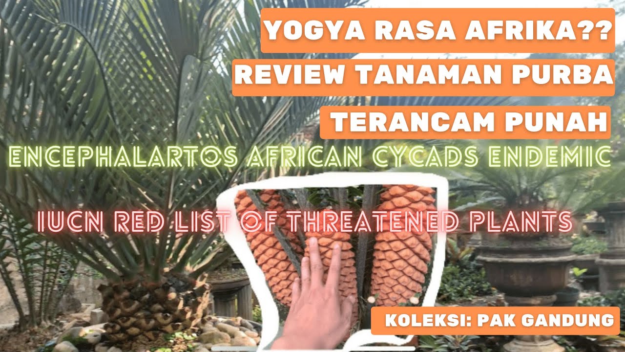 Jogja rasa Afrika.? Encephalartos African cycads Endemic | IUCN Red List of Threatened Plants