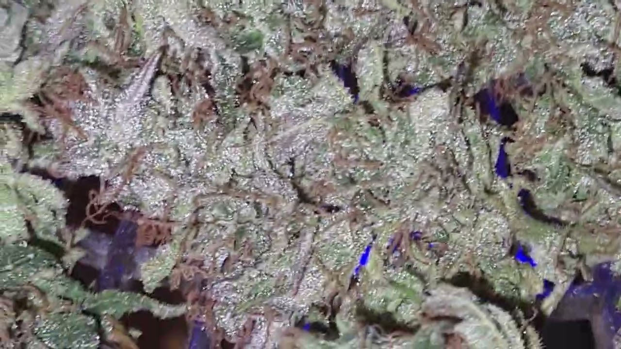 exodus cheese 105g