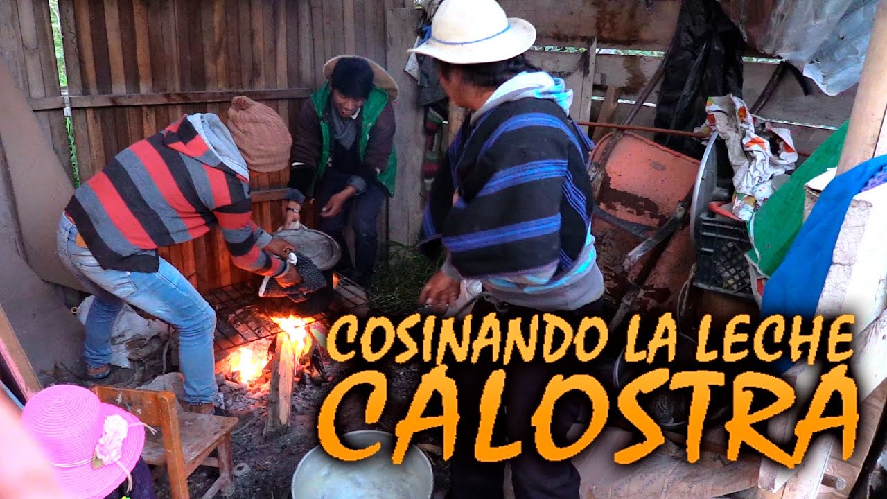 TAITA MANUSHO: COSINANDO LECHE CALOSTRA (SALE TODO MAL) FINAL INESPERADO / Shulala Tv