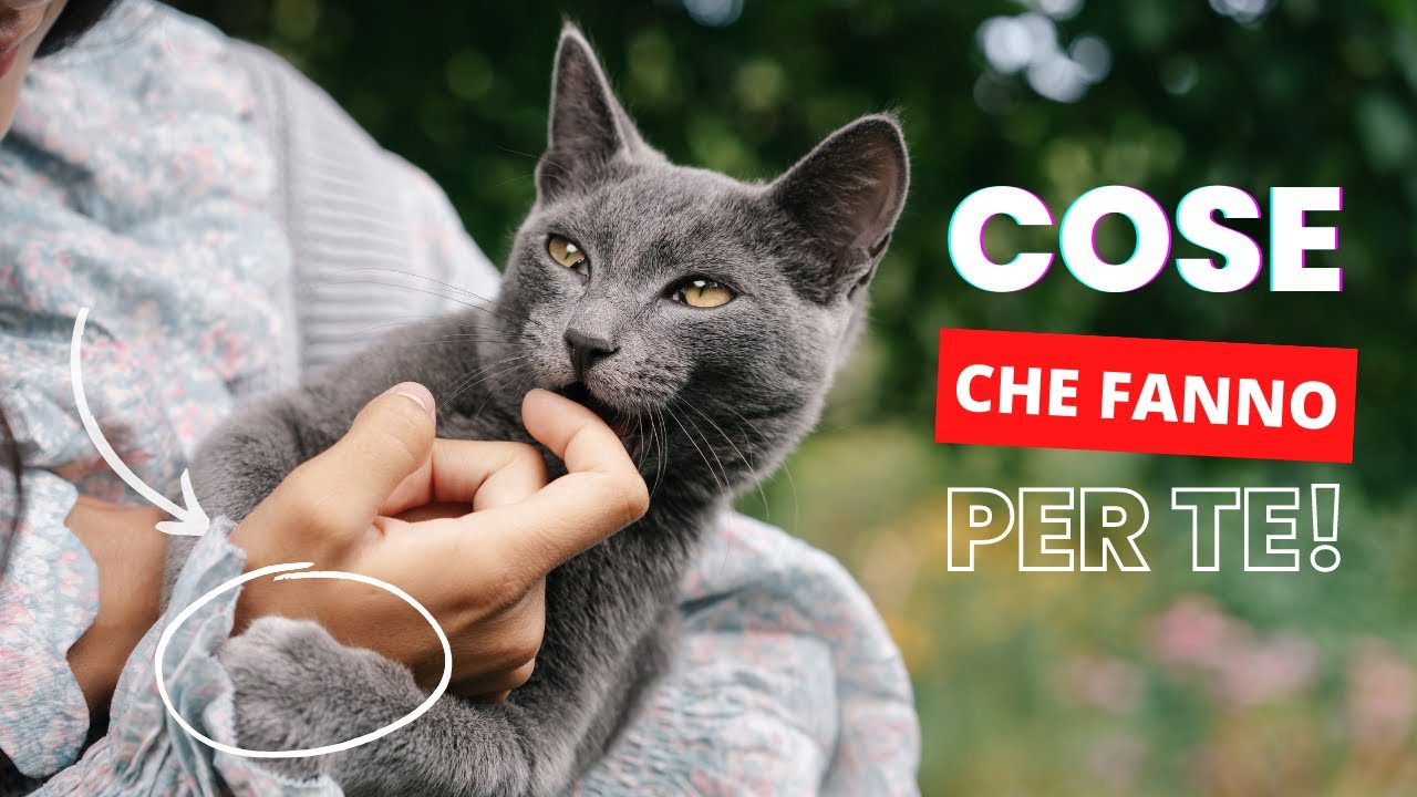 15 Cose che i Gatti fanno per Te [Che tu NON hai notato]