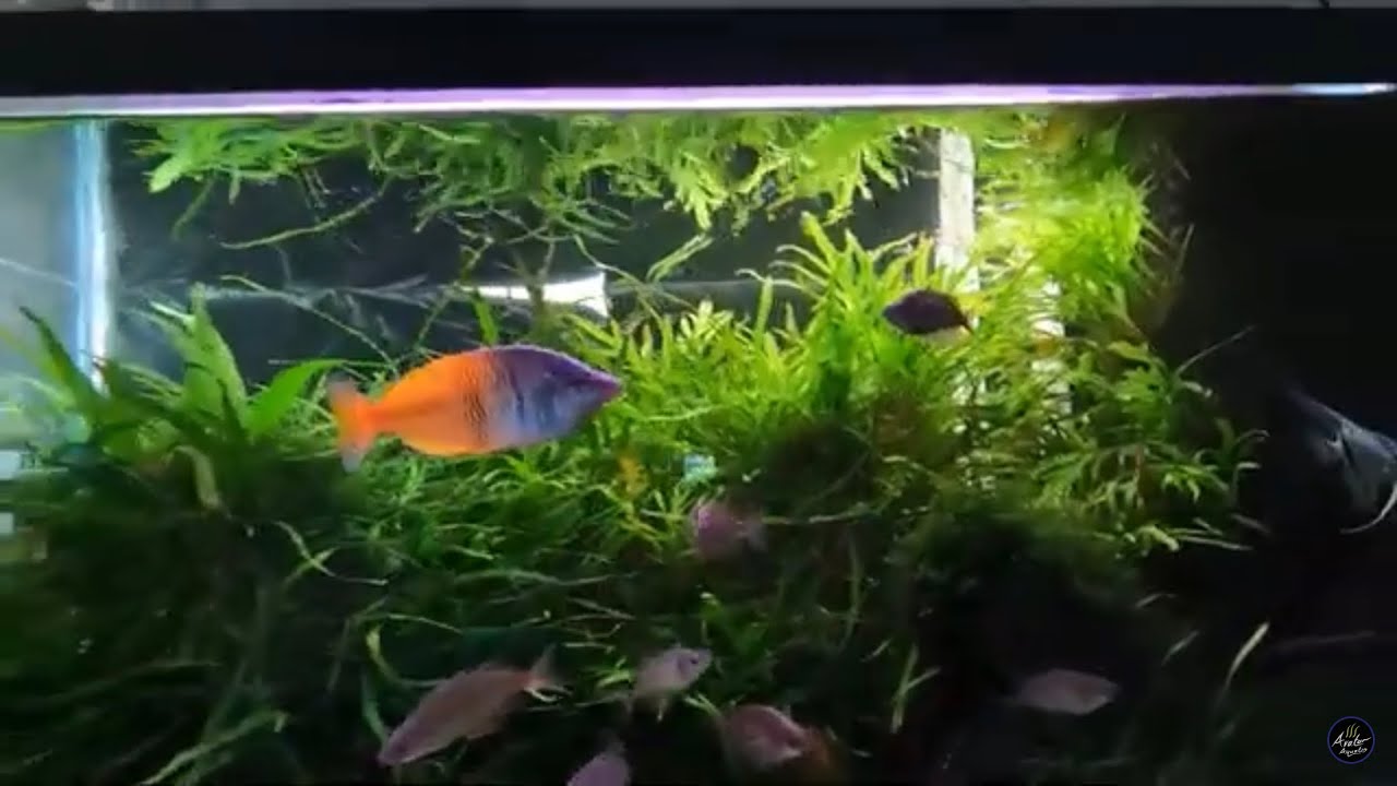 FULL Fish Room TOUR of Master Breeder NEIL FRANK - Raleigh Aquarium Society