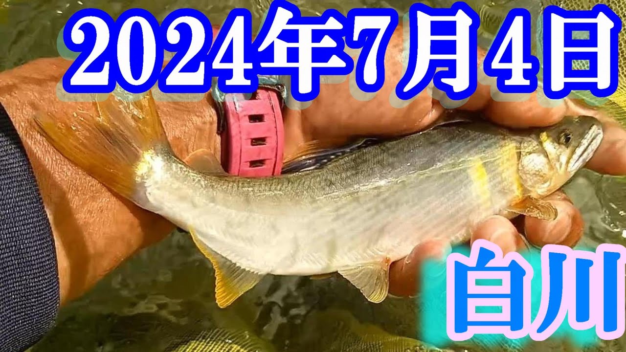 鮎釣り 30cm高引水残り垢 ふるさと橋上 新大口橋上下 つちのこ会館下 白川 2024年