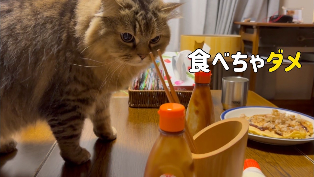 鰹節を狙うネコ