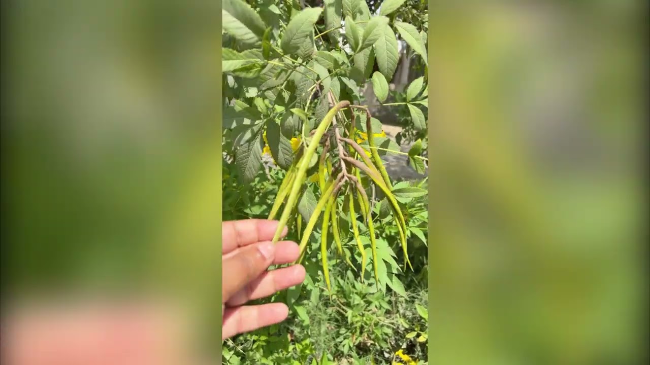 Decorate your park with this plant- beautiful Tecoma flower, when to collect seeds 