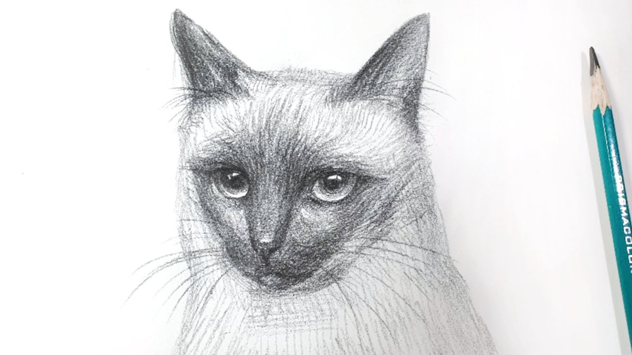 How to draw a Siamese Cat - pencil drawing sounds ASMR - sketch step by step