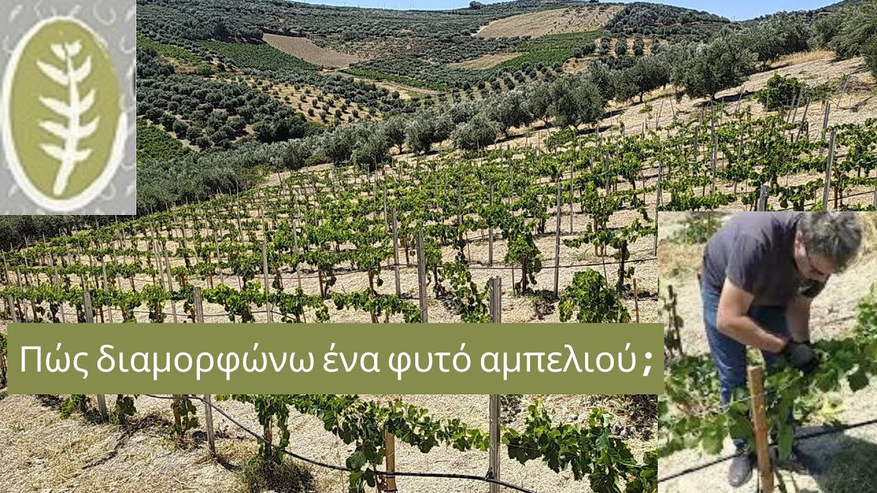 Πώς διαμορφώνω ένα φυτό αμπελιού;