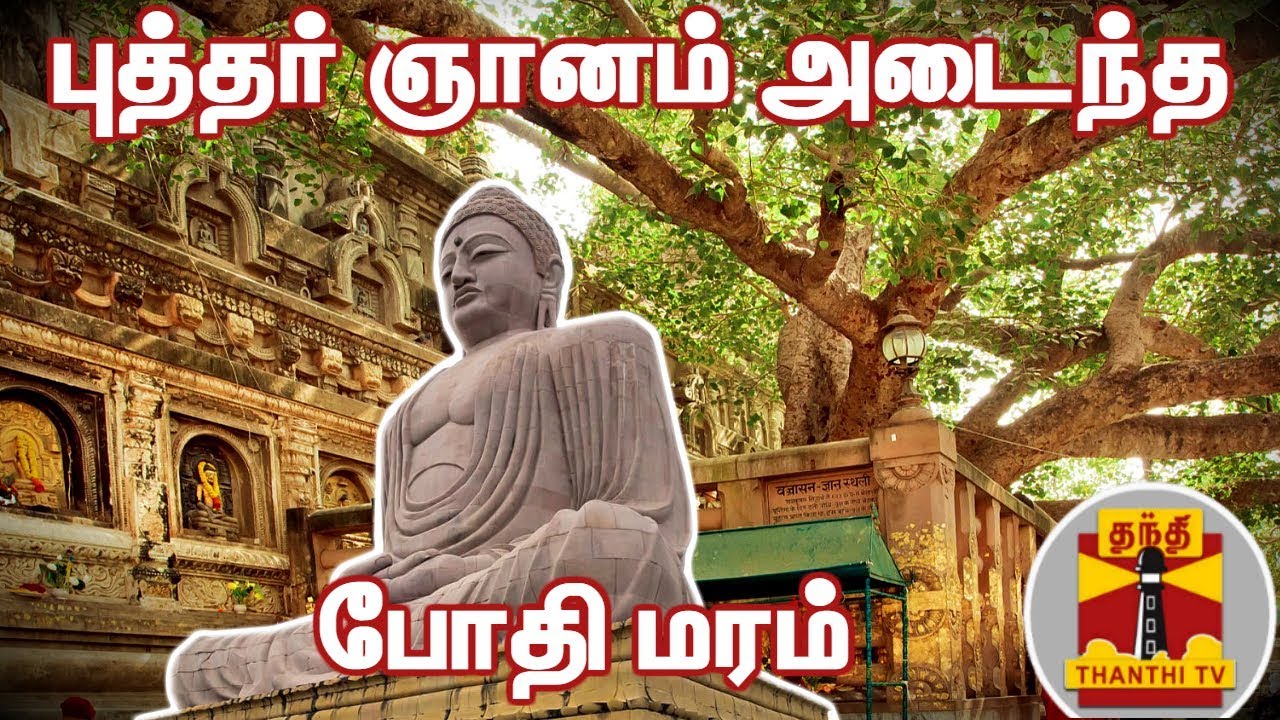இது தான் புத்தர் ஞானம் அடைந்த போதி மரம்... | Bodhi Tree | Buddha | Thanthi TV