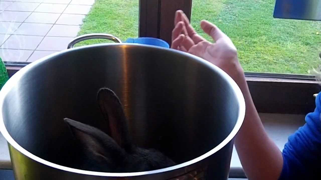 how to cook a rabbit in prime time (pruimentijd)?