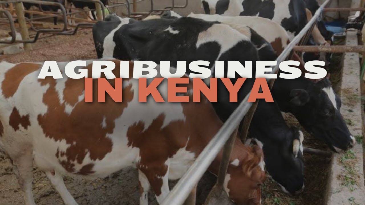 HOW TO FEED DAIRY COWS, MANAGING A DAIRY FARM IN KENYA, AFRICA|SUSTAINING A SMALL SCALE DAIRY FARM