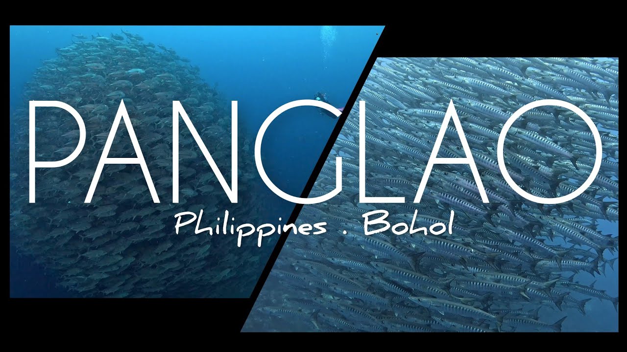 Diving in Panglao | Bohol | Philipines | Balicasag | Jackfish | Baracudas | Gopro (4K60P)
