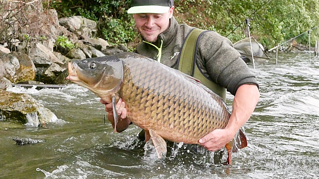 Viverone | Carpfishing Business