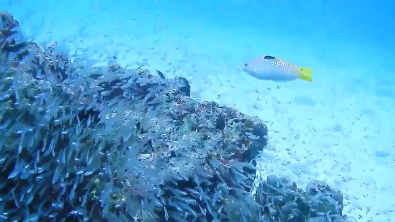 ไปดำน้ำ-ถ่ายรูป ที่เกาะราชาน้อย &ndash; ภูเก็ต Photo Dive - Racha Noi clip 2