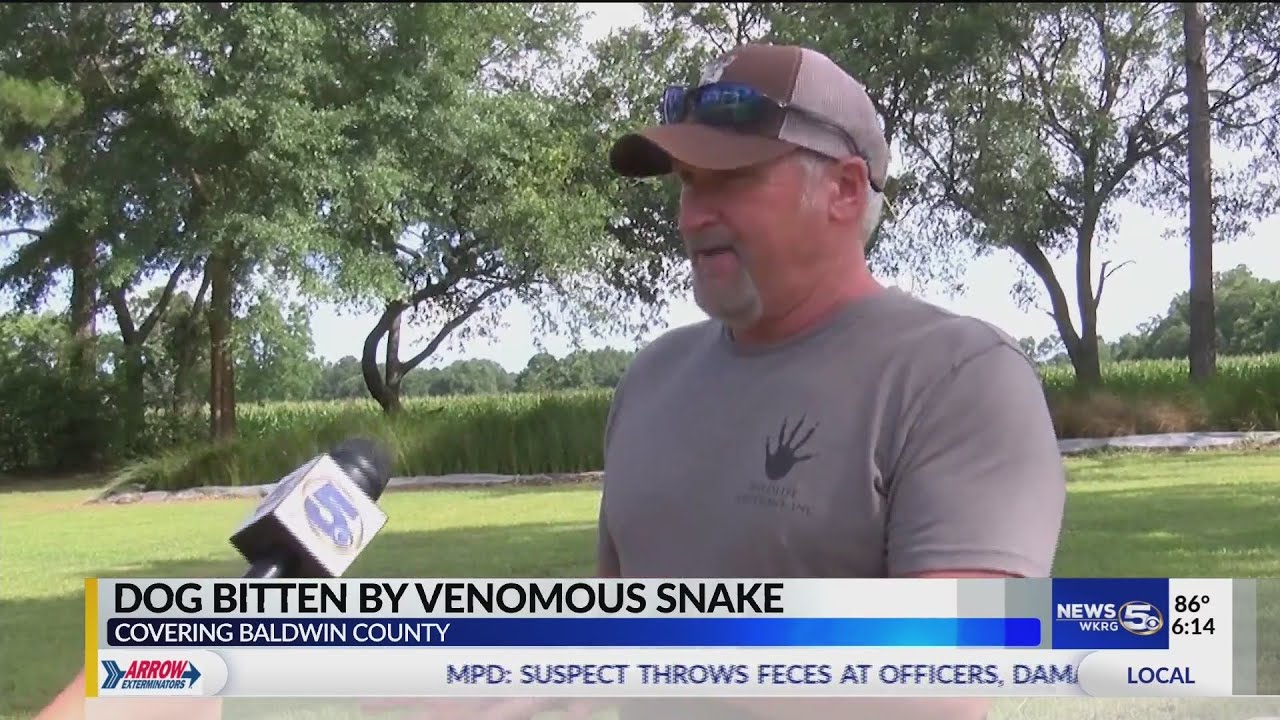VIDEO: Dog bitten by snake