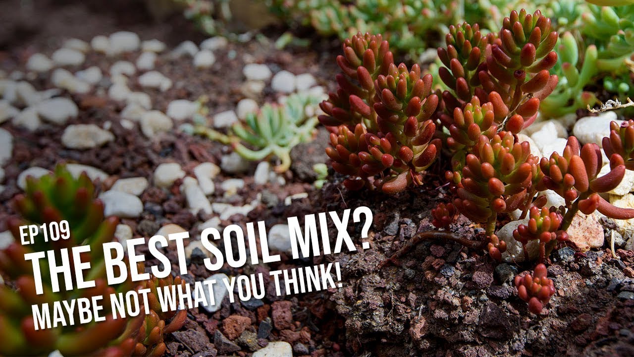 #109 Are you sure you are using the best succulent soil mix?