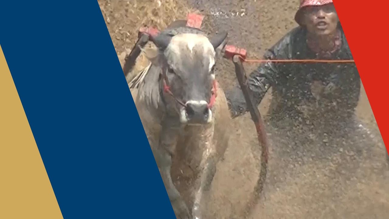 Taking the Bull By the Tail - with your teeth