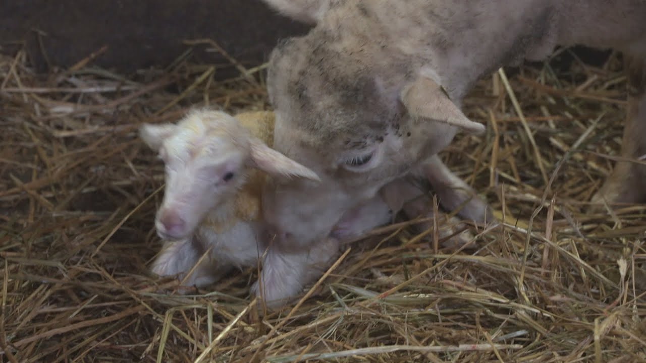 La semaine verte | La dernière ferme du village