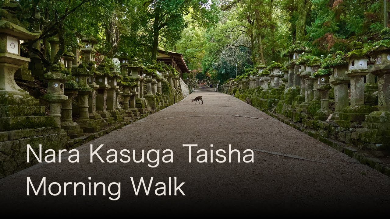 Nara Kasuga Taisha Morning Walk – Sacred Forest Paths, Stone Lanterns, Nara Park 4K