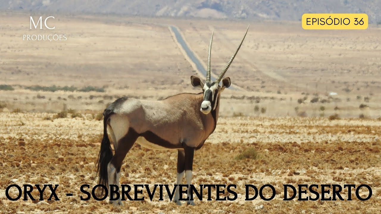 Oryx - Sobreviventes do deserto africano