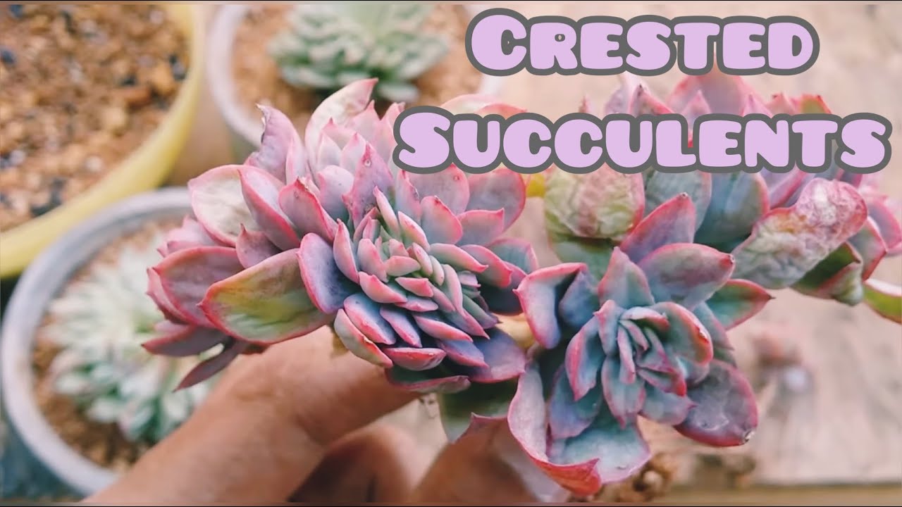 || WHAT IS A CRESTED SUCCULENT AND WHAT CAUSES IT ||