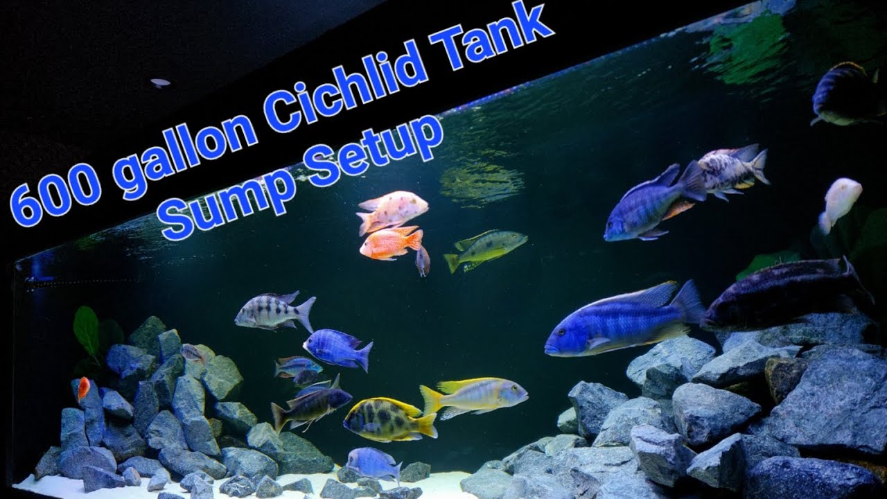 Detailed look into my Sump filtration for 600 gallon malawi predator  cichlid tank