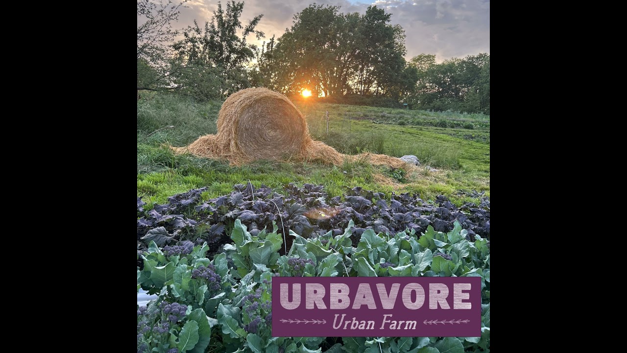 URBAVORE Urban Farm- Cultivating Compost, The Secret Ingredient