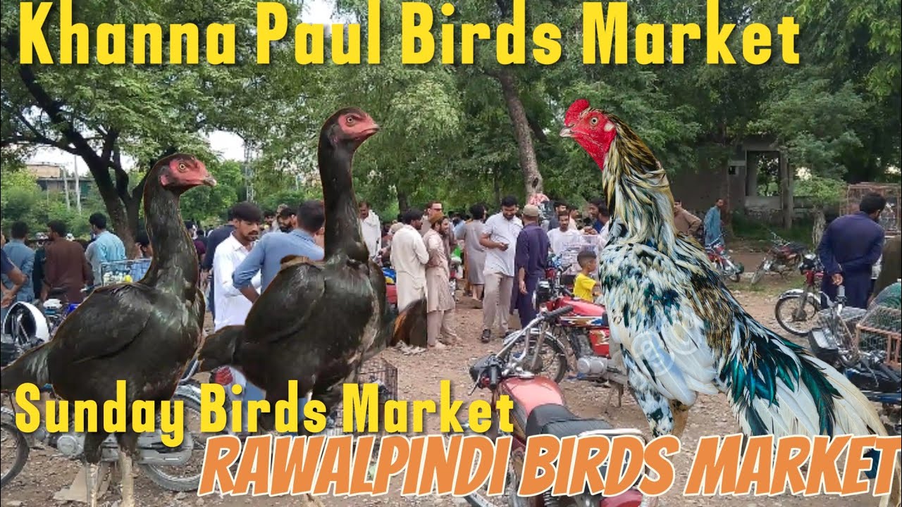 Khanna Paul Birds Market | Rawalpindi Aseel Murga Mandi | Aseel Murga Mandi 