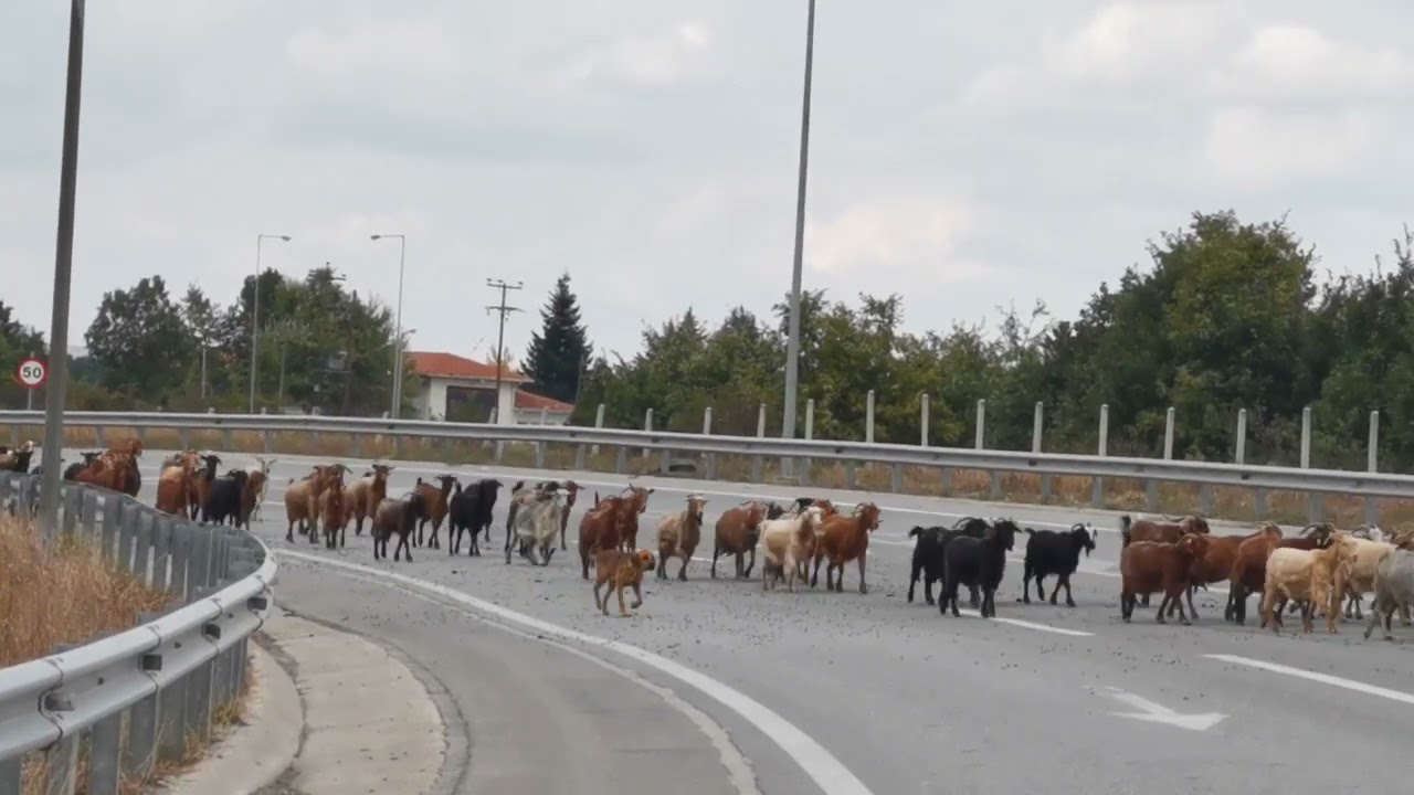 ΡΑΔΙΟ ΣΙΑΤΙΣΤΑ 95.7  Κοπάδι Κατσίκια - Γίδια - Δύο χιλιάδες ...