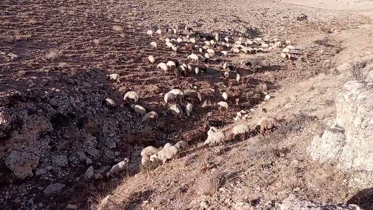 Öbür çobanlar köye kaçtı dağlar bize kaldı. 