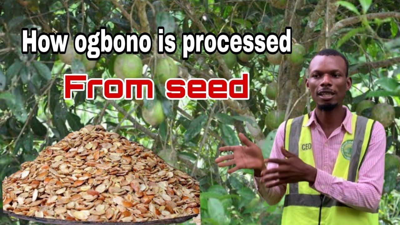How to process ogbono from seed