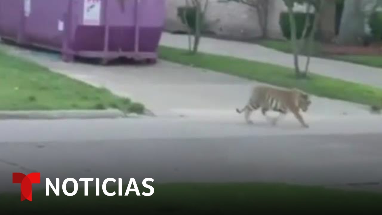 Buscan al tigre de Bengala que escapó de una casa en Houston | Noticias Telemundo