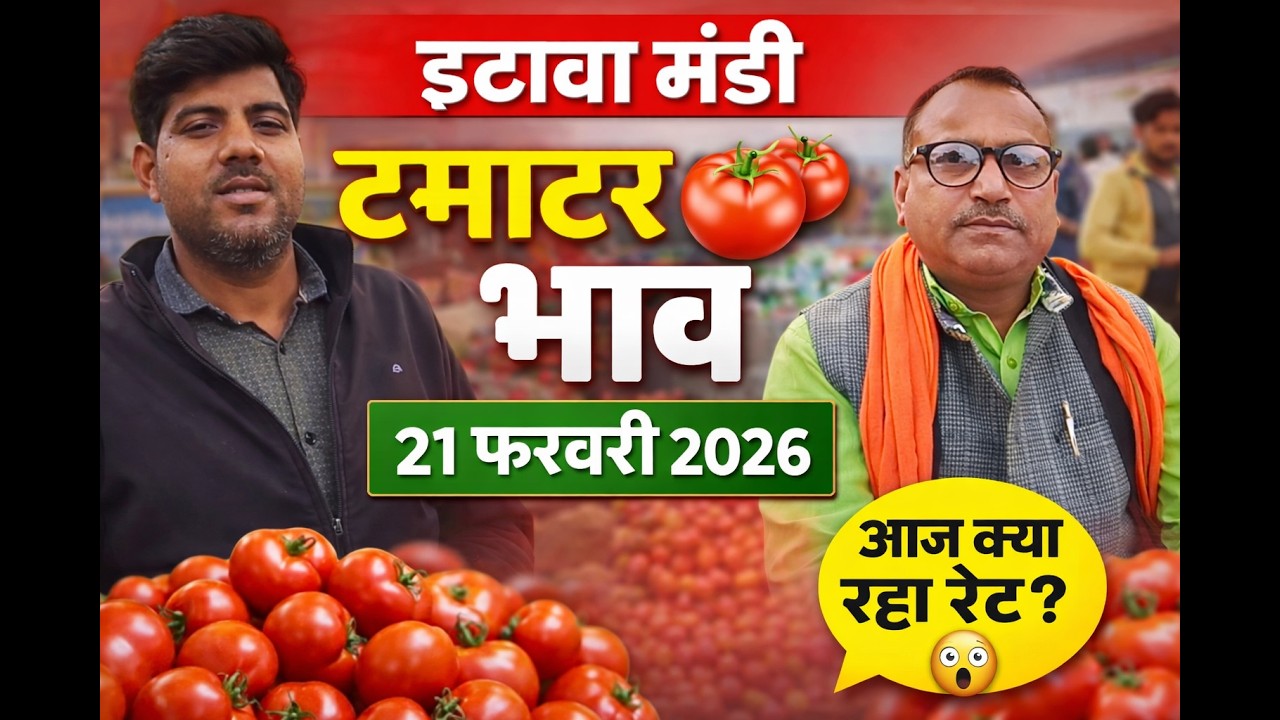 इटावा मंडी टमाटर भाव 21 फरवरी 2026 | आज क्या रहा रेट? 🍅 | Etawah Mandi Tomato Price