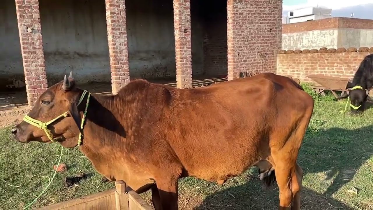 Adil chohan ماشاللہ خوبصورت جھوٹی 🐃🐃🐄