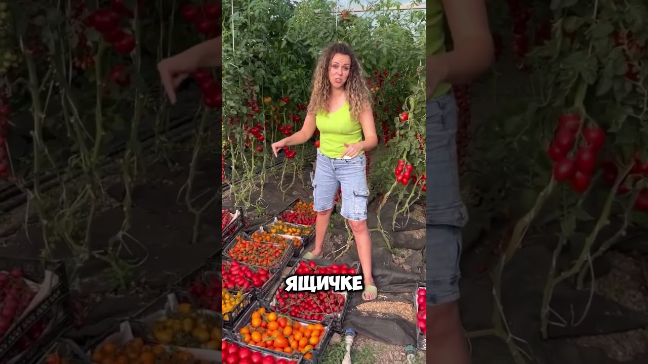 Наши теплицы забиты помидорами  #урожай #сад #огород #помидоры