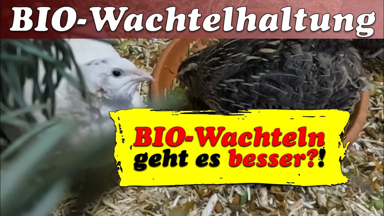 Bio-Wachteln - Bio-Richtlinien und Verordnungen für die Wachtelhaltung