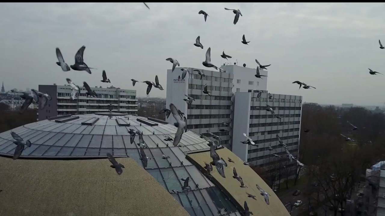 SPEKTAKUL&Auml;R! Drohnenflug mit Taubenschwarm &uuml;ber DITIB Zentralmoschee in K&ouml;ln