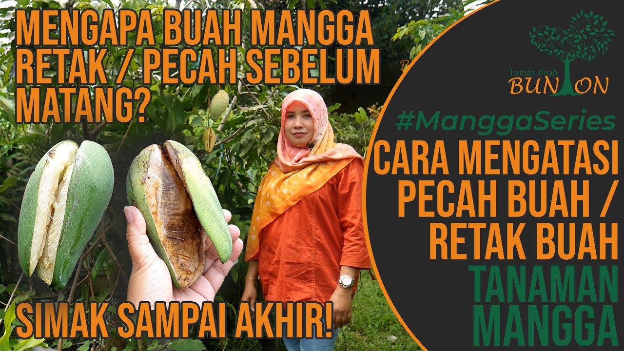 Retak Buah Mangga : Cara Mengatasi Retak Buah / Pecah Buah pada Tanaman Mangga | #ManggaSeries