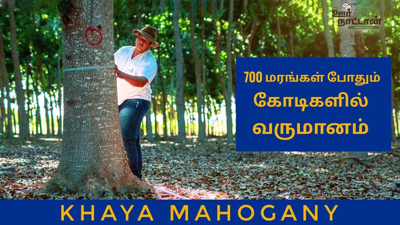 African Mahogany 12 மாதங்களில் 10 அடி உயரம் வளரும்🕺🏻khaya plant sale 🌳 Ganesh nursery | Oor Naattan