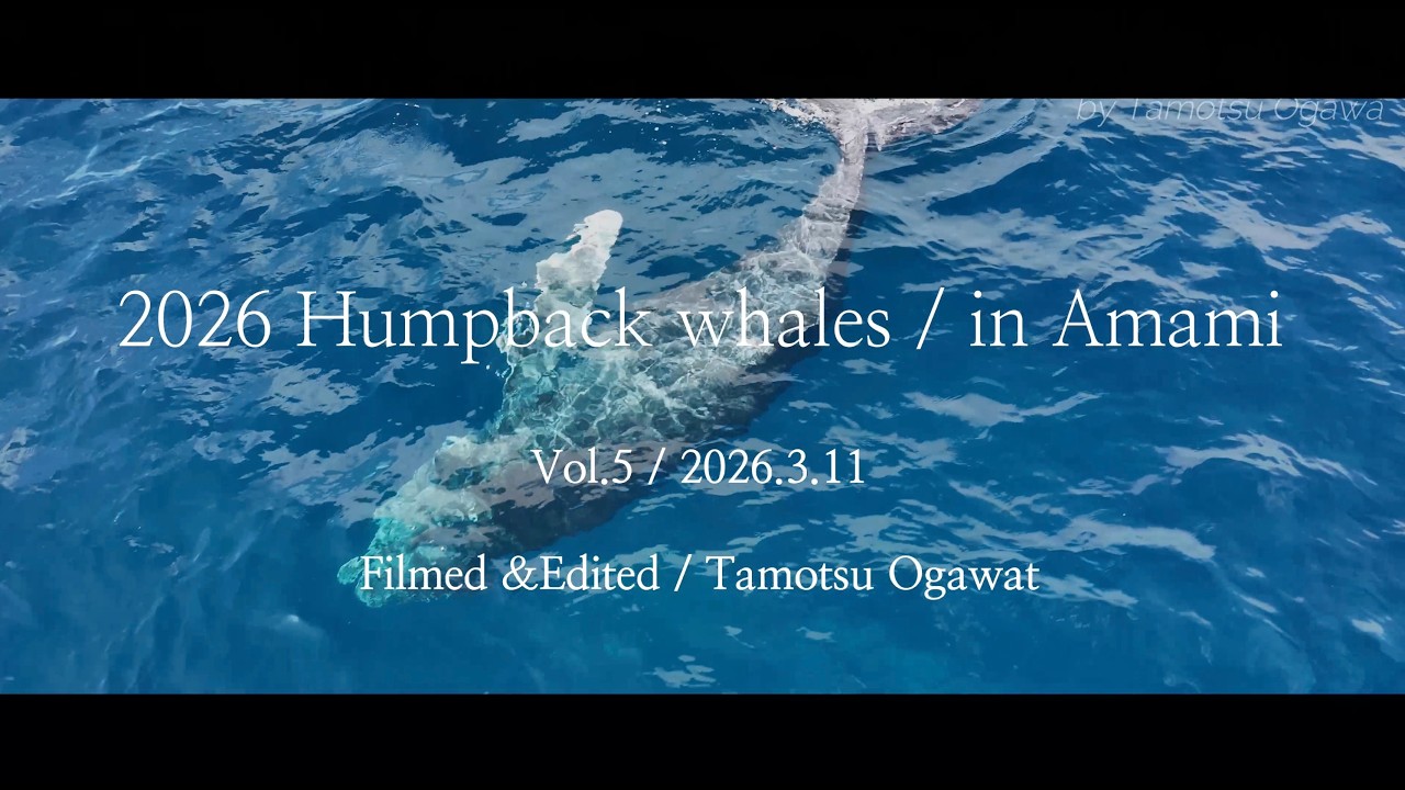 Amami Whales 2026 vol.5 / 2026.3.11