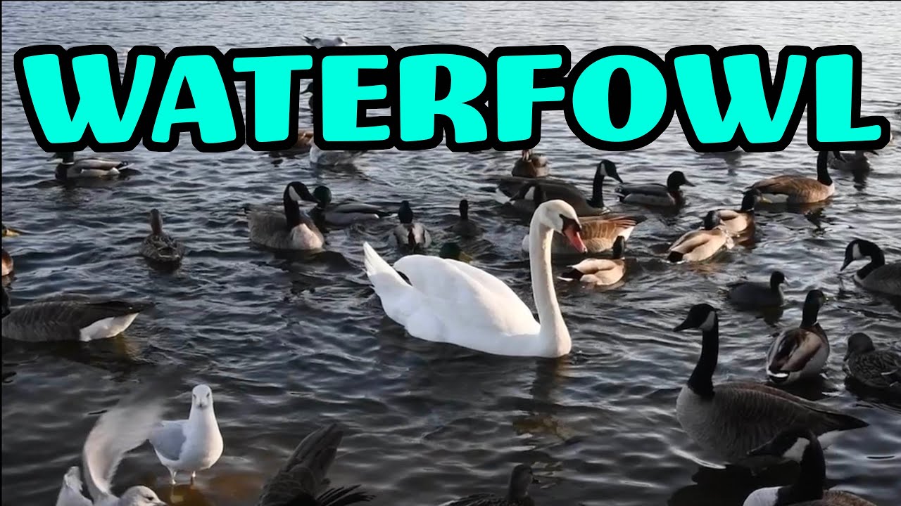 Life of the Waterfowl - a relaxing video about birds, ducks and waterfowl in Prospect Park Brooklyn
