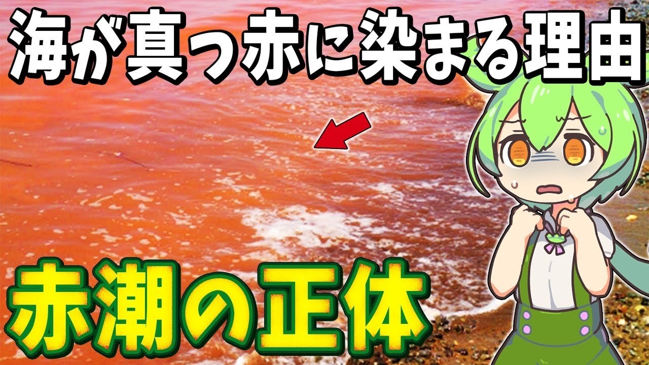 生物の謎7選！海が“真っ赤に染まる”衝撃の理由とは？プランクトンが生む“死の海域”の真実【総集編】