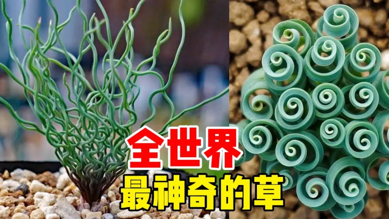 十種最神奇的草，會跳舞的草，用花蕊打擊昆蟲的草，捕食昆蟲的草，小草的神奇超出想象 世界之最 #奇趣之最 #科普 #神奇的草本植物#跳舞草#食蟲植物 #彈簧草#花柱草#最神奇的草#九死還魂草#風滾草
