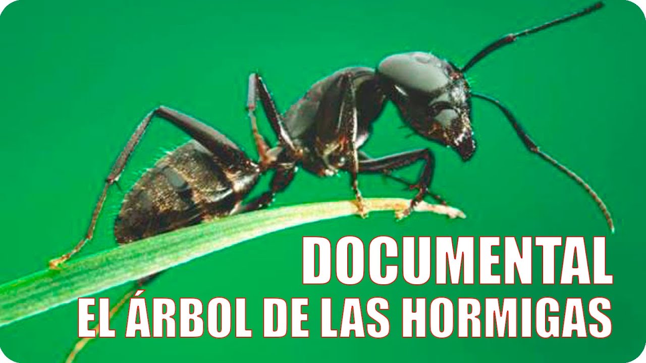 DOCUMENTAL | EL ÁRBOL Y LAS HORMIGAS