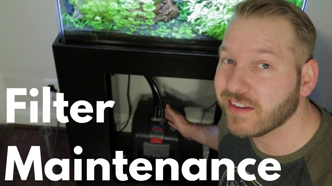 Canister Filter Maintenance: Eheim Professional 4+ 250