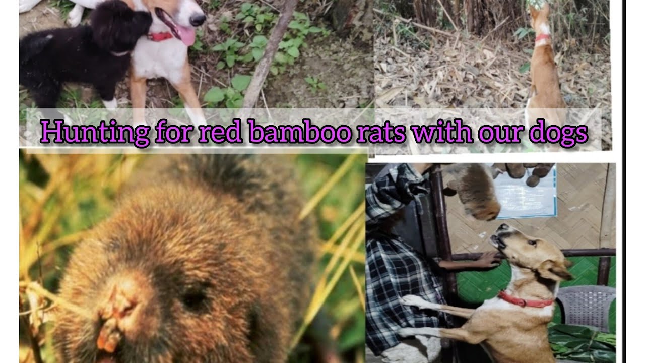 Hunting for bamboo rats with our dogs and it was not easy 😌