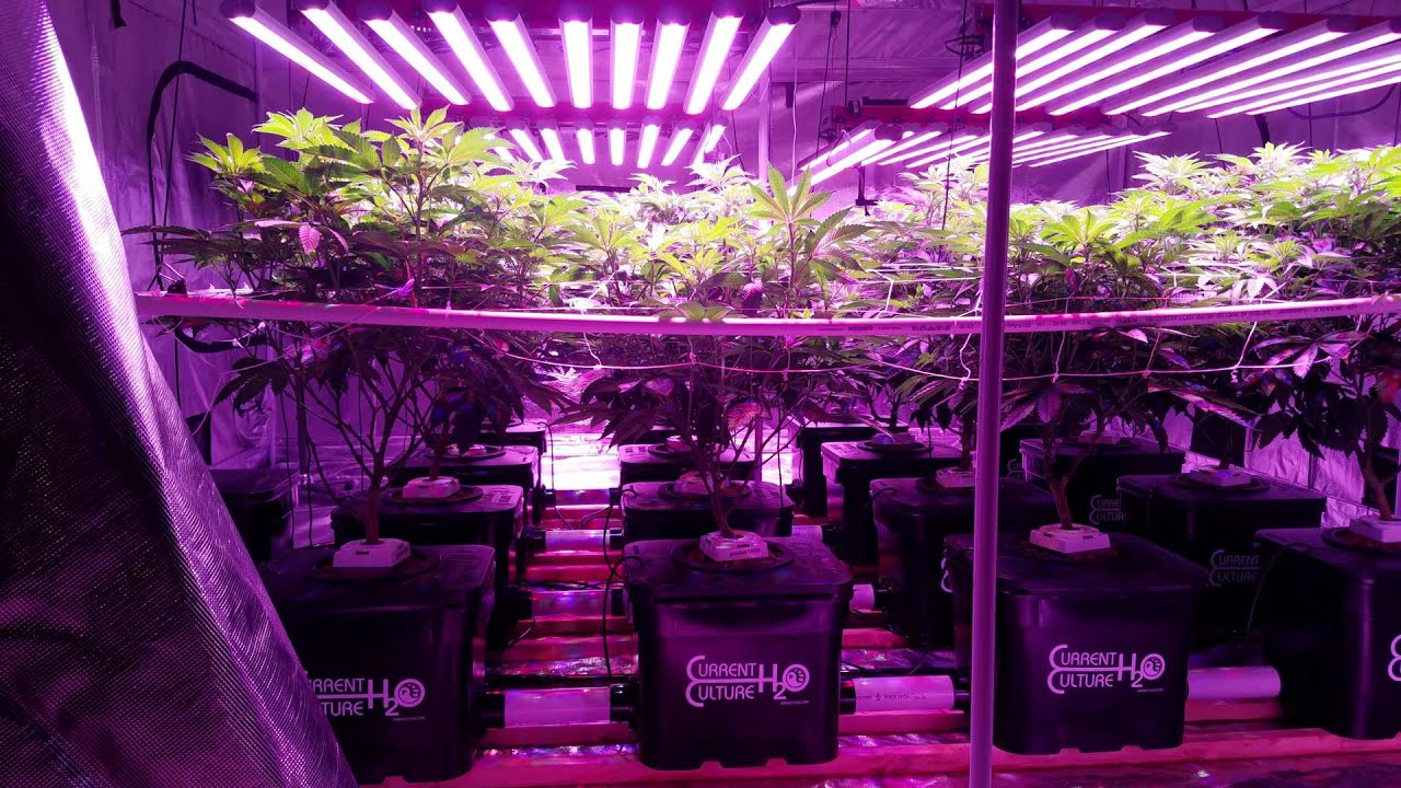 4 BML Spydr 1200 LED, day 10 flower w/Current Culture
