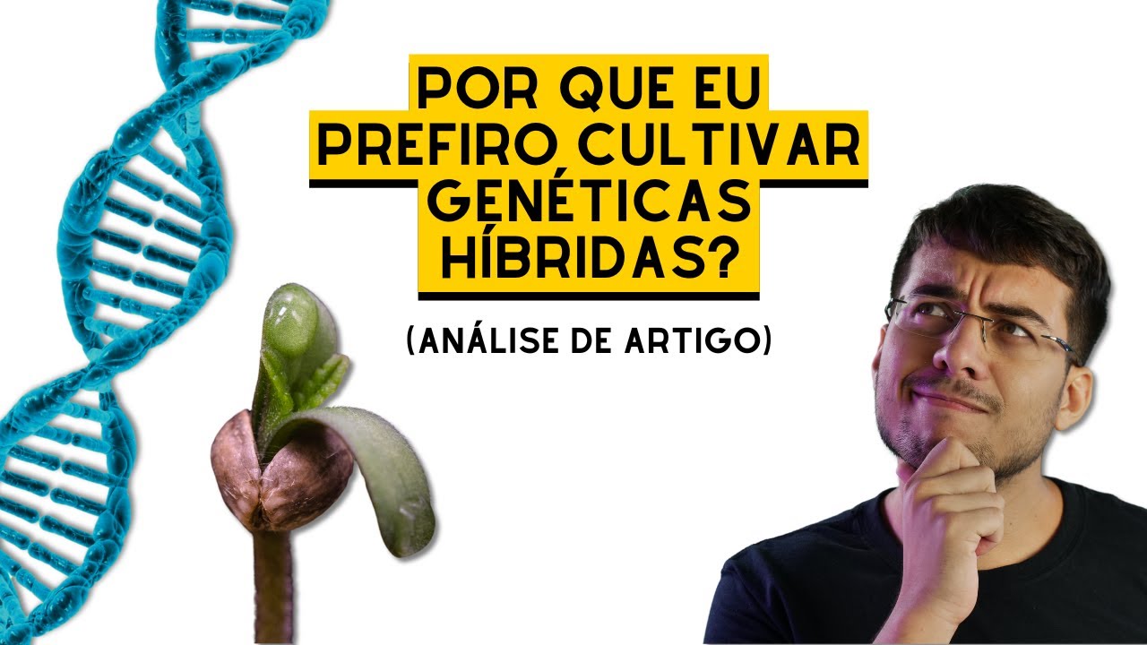 CANNABIS H&Iacute;BRIDA vs AUTOPOLINIZADA - quais as diferen&ccedil;as?