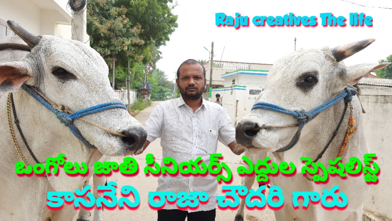సీనియర్స్ ఎద్దుల స్పెషలిస్ట్ కాసనేని రాజా చౌదరి గారితో  # ongole bulls