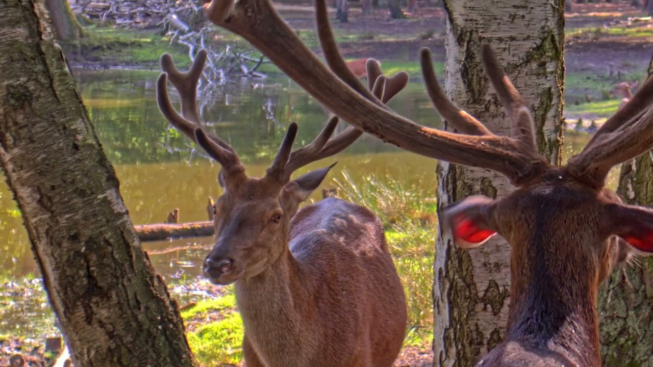 Magic Lantern RAW │Crop Mood │Bike Trip through the Forest │25.06.23 [2.5K]